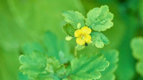 Chelidonium majus, the greater celandine, is a perennial herbaceous flowering plant in the poppy family Papaveraceae. One of two species in the genus Chelidonium, it is native to Europe.