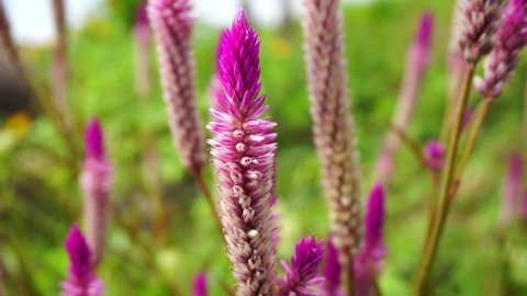 Celosia argentea (Also called plumed cockscomb, silver cock's comb) flower with a natural background