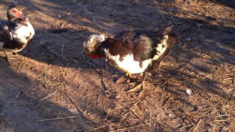 Farm animals. Black muscovy duck cleans the feathers. Cairina moschata. Organic farm concept. Selected focus.