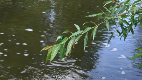A dragonfly flutters over the water and sits on a branch of a willow bush
