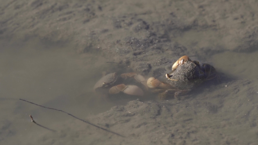 Close view of two neohelice granulata crabs interacting in muddy water