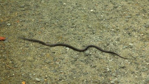 Black snake slowly crossing path in the woods