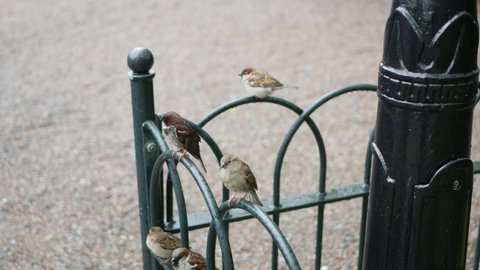 Cute sparrows sitting on old metal fence in city and fly away suddenly