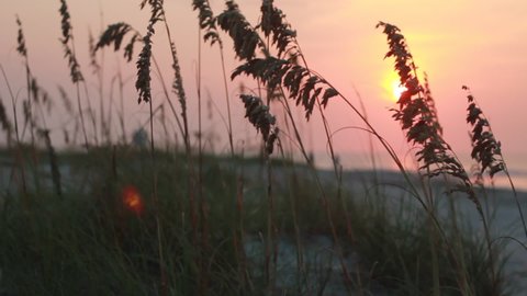 Beautiful landscape with long grass waving in the wind during sunset, or sunrise over ocean. Beach.