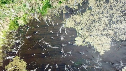 An aerial ascending and gently spiraling drone shot showing slightly submerged dead trees and the surrounding forest with lily pads, duckweed, and pond vegetation near Cornucopia, Wisconsin.