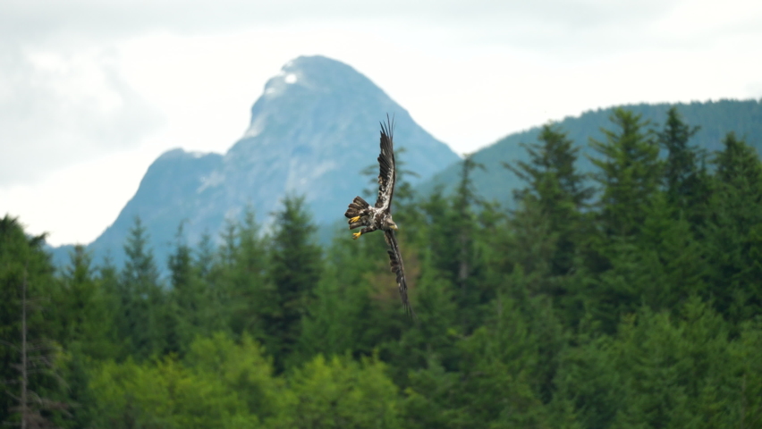 Eagle catchng fish and feeding in British Columbia Canada