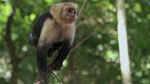 Slow motion white-faced capuchin monkey jumping to tree looking at camera