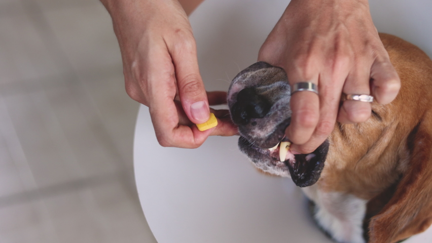 Close up 4K of medicine feeding old beagle dog with protective plastic collar by opening mouth and put hand in deep throat for swallow pills which is taking pet at home for recover from illness. | Shutterstock HD Video #1076919092