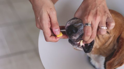 Close up 4K of medicine feeding old beagle dog with protective plastic collar by opening mouth and put hand in deep throat for swallow pills which is taking pet at home for recover from illness.