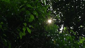 slomotion video footage from a walking view watching the sun shine through the thick leaves in the morning in the clean air