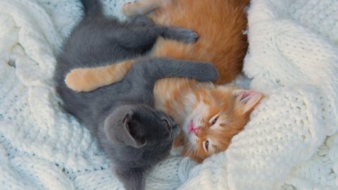 Ginger and gray playful kittens playing together on white knitted plaid. Healthy adorable domestic pets. cats. 4K