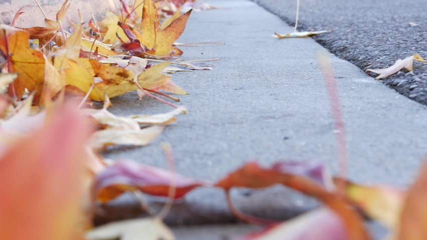 Dry yellow autumn fallen maple leaves on ground of american city street by curb. Low angle view close up of orange fall leaf lying in wind breeze on roadside by pavement. Sidewalk in USA in october.