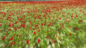 Flight over field of red poppies. Beautiful red flowers and spring nature composition. aerial video