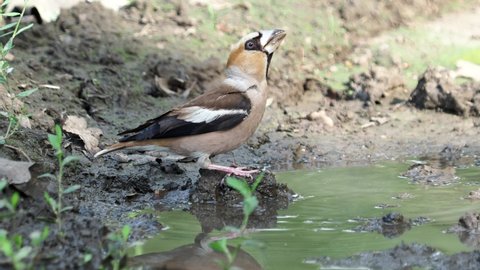 Hawfinch bird drinking water, Coccothraustes