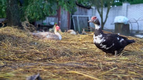 Farm animals. Black muscovy duck female eating in hay. Cairina moschata. Selected focus.