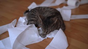 Tabby kitten is playing with toilet paper. The concept of cat adoption. Selected focus. Cat eat paper