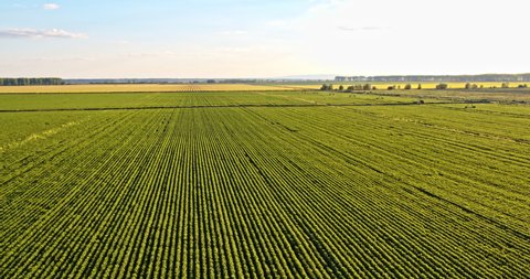 Aerial shot of agricultural soy bean field in summer