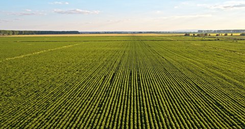 Aerial shot of soy plantation in summer
