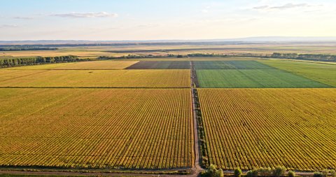 Drone shot of agricultural corn fields in summer