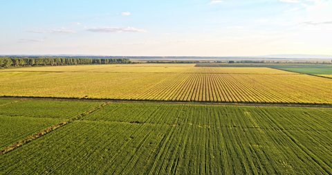 Drone shot of agricultural fields in summer