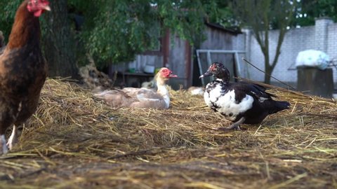 Farm animals. Muscovy duck femaleon free range. Selected focus. Organic farm concept. Cairina moschata.