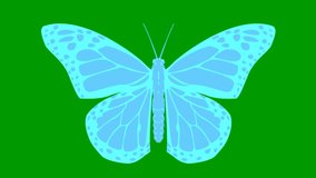 Animated blue butterfly flaps. Looped video. Flat vector illustration isolated on green background.