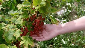 Hands picking of red currant berries from the bushes in the summer garden. video 4k