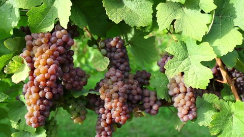 Pinot gris, pinot grigio or Grauburgunder is a white wine grape variety used to make white wine.