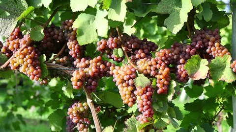 Pinot gris, pinot grigio or Grauburgunder is a white wine grape variety used to make white wine.