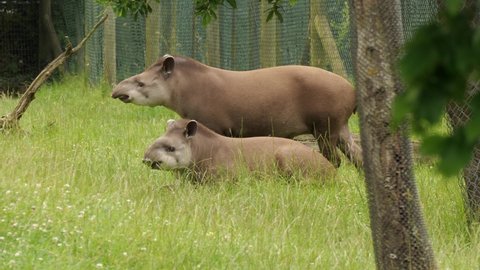 Two South American tapirs in a zoo cage