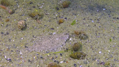Fish of the Black Sea. Flat fish Sand sole (Pegusa lascaris), fish buries itself in the sand, Black Sea