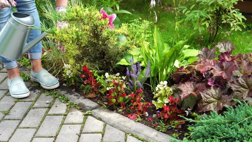 Watering garden plants. Woman watering plants in the garden. Flowers need care.  A woman takes care of flowers near the house. Flower garden near the garden path.