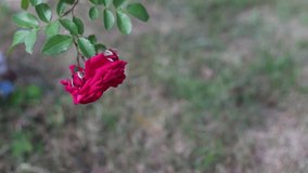 Garden rose sways in the wind