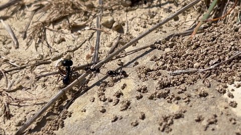 Wildlife. Ants working and fighting in an Spanish field