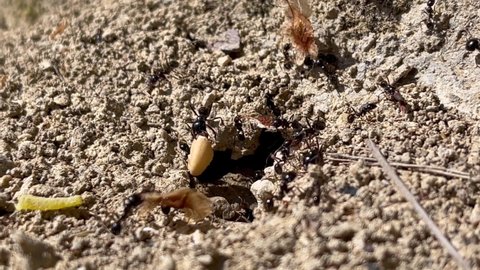Wildlife. Ants marching and working as a team in an Spanish field.