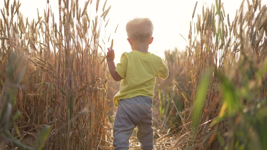 Happy kid walk through wheat field. Child touches spikelets of wheat. Kid runs through wheat. Baby dream. Child playing in field. Yellow spikelets of wheat. Kid run in field. Baby playing outdoors Royalty-Free Stock Footage #1076971136