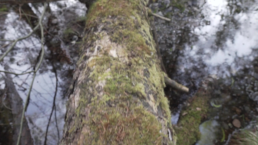 broken tree lies in the forest 