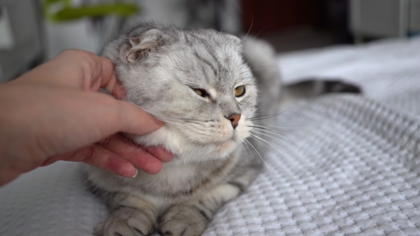 a woman's hand strokes a fluffy gray cat of the Scottish Fold breed, lying on the sofa on a white blanket. Pleasure, rest, leisure, Pets, purebred cat, love and affection. Beautiful green cat eyes Royalty-Free Stock Footage #1076975168