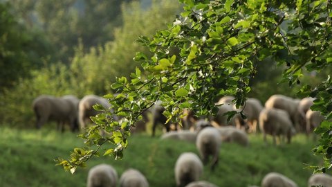 a flock of sheep nature blur