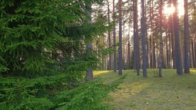 Coniferous forest at sunset. Spruce branches sway in wind in the sun. Natural background, slow motion. - Powered by Shutterstock - Get 15% off with code: PIKWIZARD15