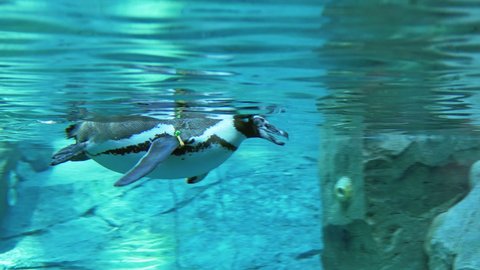Humboldt penguin swims in the zoo pool. View from under the water.