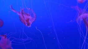 Ungraded: Many pink jellyfish (pelagia noctiluca) swim behind the glass of the aquarium in the zoo. Ungraded H.264 from camera without re-encoding.