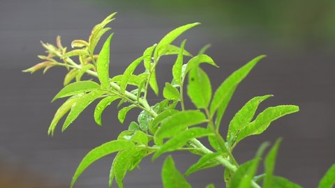Closeup of fresh and green leaf,ing in the wind