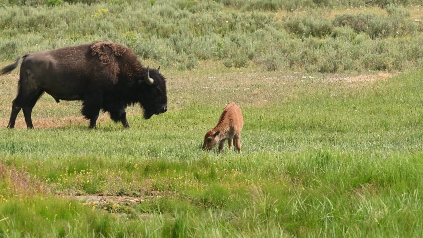 Young bison grazing around parents in Yellowstone National Park, Wyoming, USA