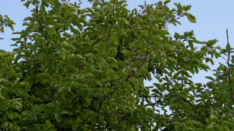 goldfinch on a tree,European goldfinch sings in the garden on an apple tree