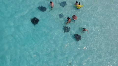 Stingray, Cayman islands - 5th march, 2021: Top down pan view tourist in caribbean island crystal clear water with stingray fish enjoy vacation