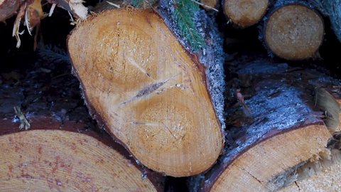 Forestry and woodworking industry. Flaw in wood (defects in timber or wood faults), double pith and scab bark pocket of Norway spruce