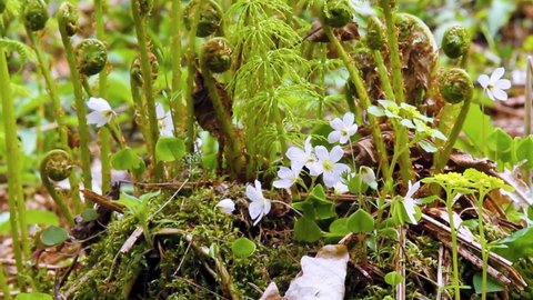 Shamrock (Oxalis acetosella). Plant of of Europe and Asia shady dark coniferous forests. Surrounded by young ferns (Adderspit, Pteridium aquilinum) and horsetail - xylium