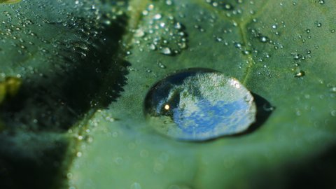 Hydrophobic effect of cabbage leaves. Natural wax repels water. Sparkling water drops on a green leaf.