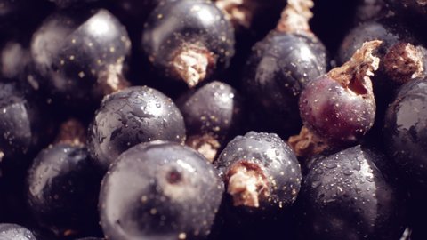 Blackcurrant close up background. Superfood with high nature Antioxidant content. Ascorbic acid and vitamin C. Smooth rotation.